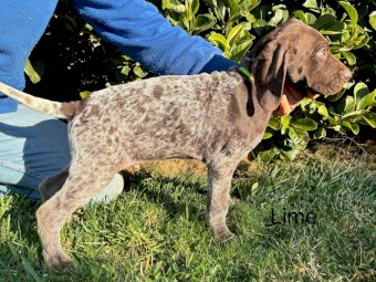German Shorthaired Pointer Pups