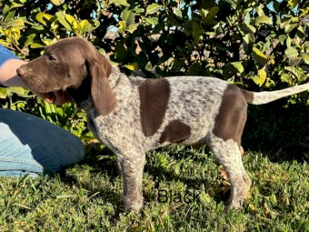 German Shorthaired Pointer Pups