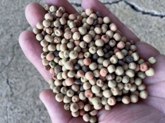 2021-22  Harvest  Buttler Peas
