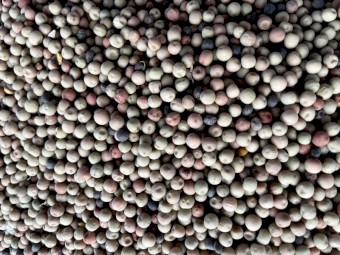 2021-22  Harvest  Buttler Peas