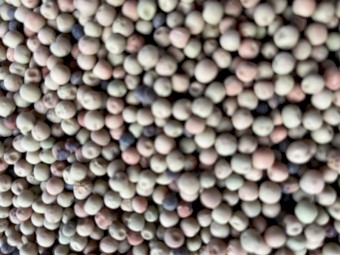 2021-22  Harvest  Buttler Peas