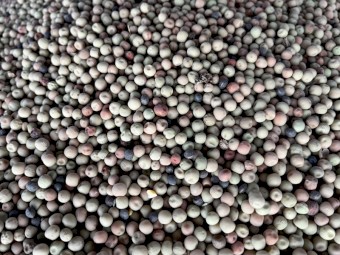 2021-22  Harvest  Buttler Peas
