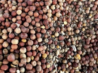 2022/23 Buttler peas