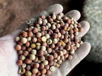 2022/23 Buttler peas