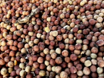 2022/23 Buttler peas