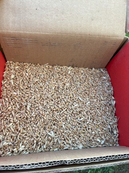 100mt Red Wheat SFW1
