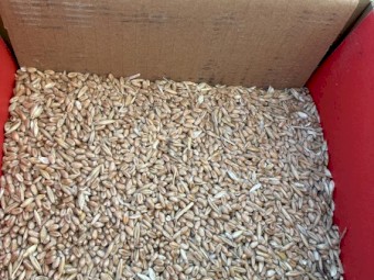100mt Red Wheat SFW1