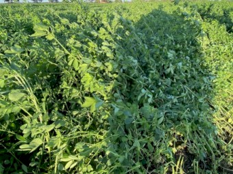 Lucerne Silage May 25