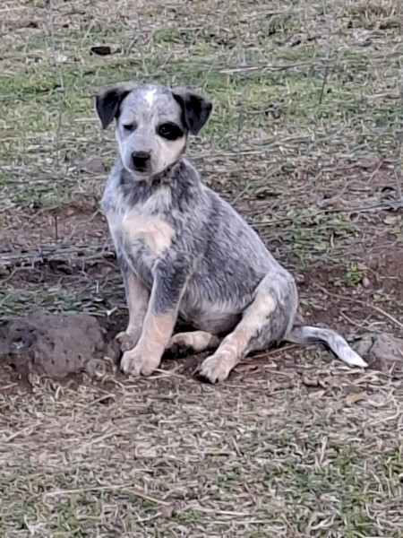 Australian Blue Cattle Pups (NO GST PAYABLE) Ready to go now!!! 1 Female Left