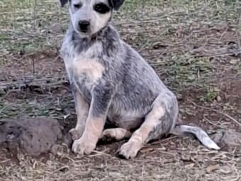 Australian Blue Cattle Pups (NO GST PAYABLE) Ready to go now!!! 1 Female Left