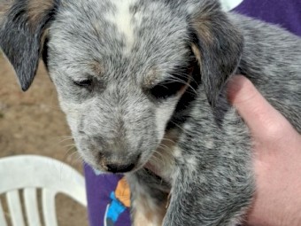 Australian Blue Cattle Pups (NO GST PAYABLE) Ready to go now!!! 1 Female Left