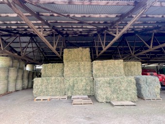 Prime Lucerne Small Squares