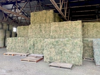 Prime Lucerne Small Squares