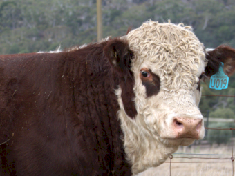 Haven Grove Ultimo U019