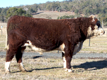 Haven Grove Ultimo U019