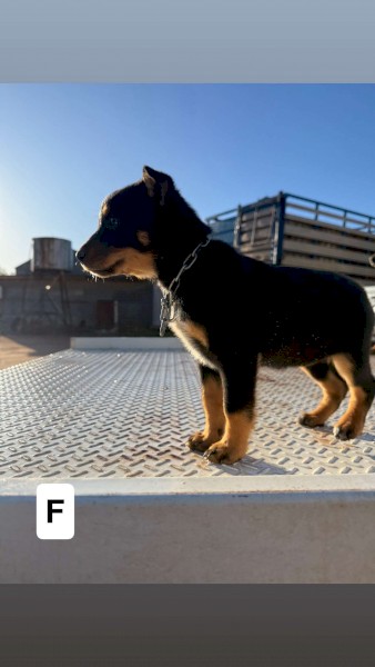 Kelpie x blue heeler