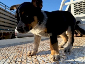 Kelpie x blue heeler