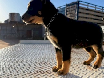 Kelpie x blue heeler