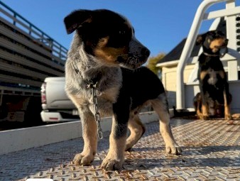 Kelpie x blue heeler
