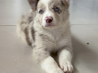 Purebred Border Collie Puppies available 