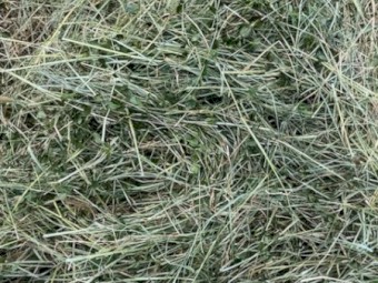 24 bales of excellent fine stem soft  Pasture Hay