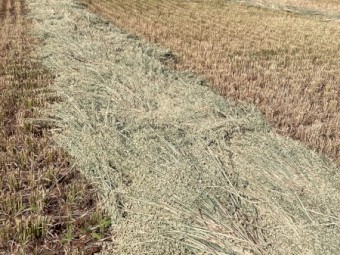 55mt Oaten Hay 620-650kg 8x3x4 Bales