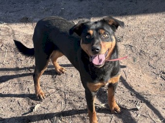 Kelpie B/T Female