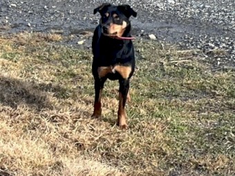 Kelpie B/T Female