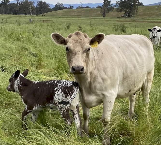 WANTED Agistment for 20 Head in Hunter Valley or Central Coast.