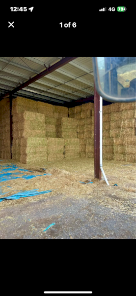 Top Quality Oaten Hay