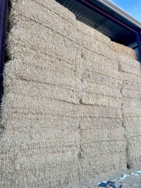 Top Quality Barley Straw 