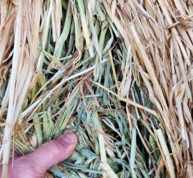 50 x Oaten Hay 5x4 Bales