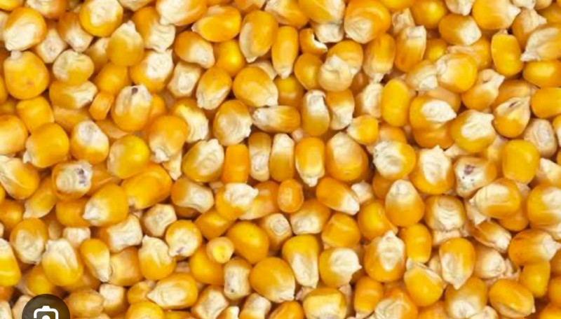 WANTED Maize for VIC