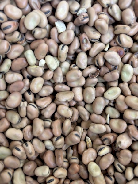 17mt Faba Beans