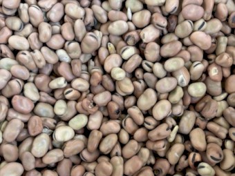 17mt Faba Beans