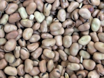 17mt Faba Beans