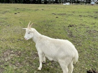 2 Saanen does, 1 saanen billy and 1 British alpine doe for sale