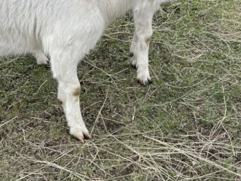 2 Saanen does, 1 saanen billy and 1 British alpine doe for sale