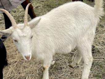 2 Saanen does, 1 saanen billy and 1 British alpine doe for sale