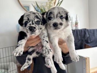Golden retriever cross puppies