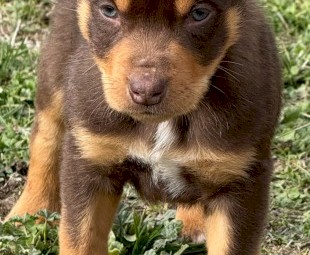 Kelpie  pups