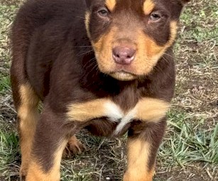 Kelpie  pups