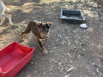 Kelpie pups