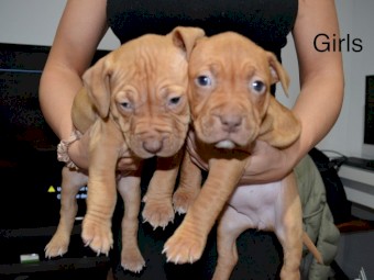 American rednose bull terrier 