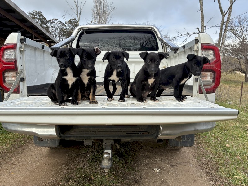 Working Dog pups 