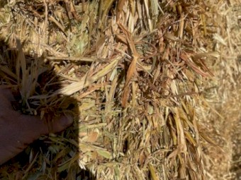 Oaten Hay 8X4X3 