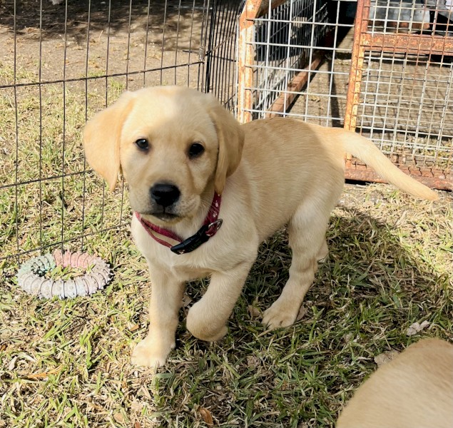 Golden Male Labrador Puppies 