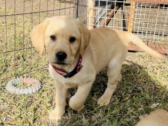 Golden Male Labrador Puppies 