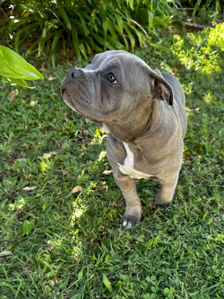 American bully female pup for sale