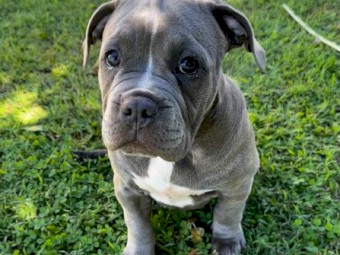 American bully female pup for sale